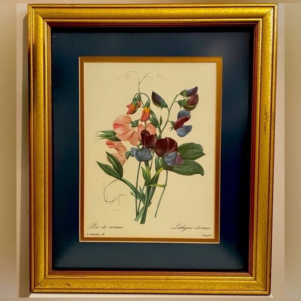 Professionally Framed Vintage Print  "Lathyrus Odoratus" by P.J. Redoute
Art